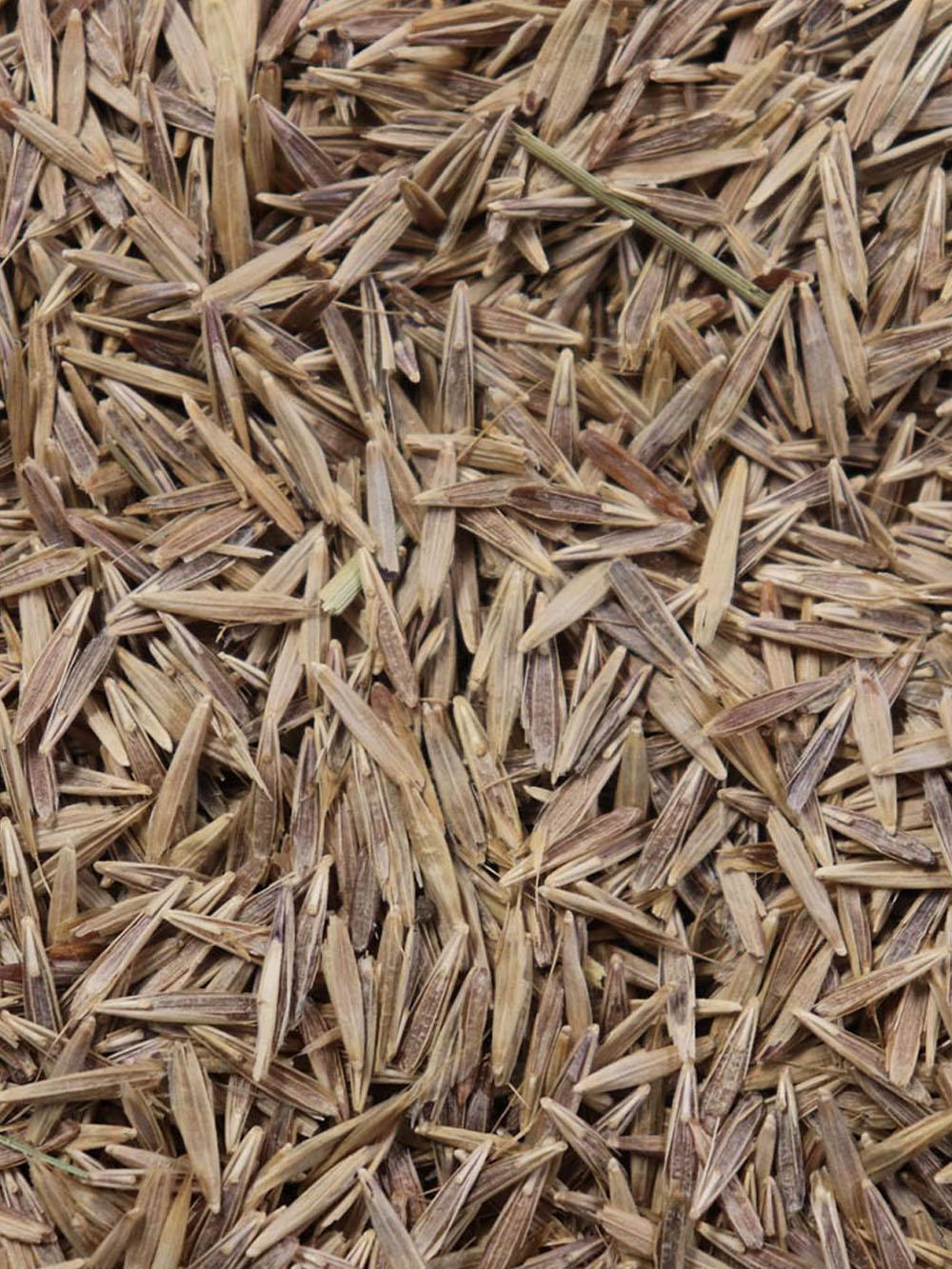 Meadow Bromegrass